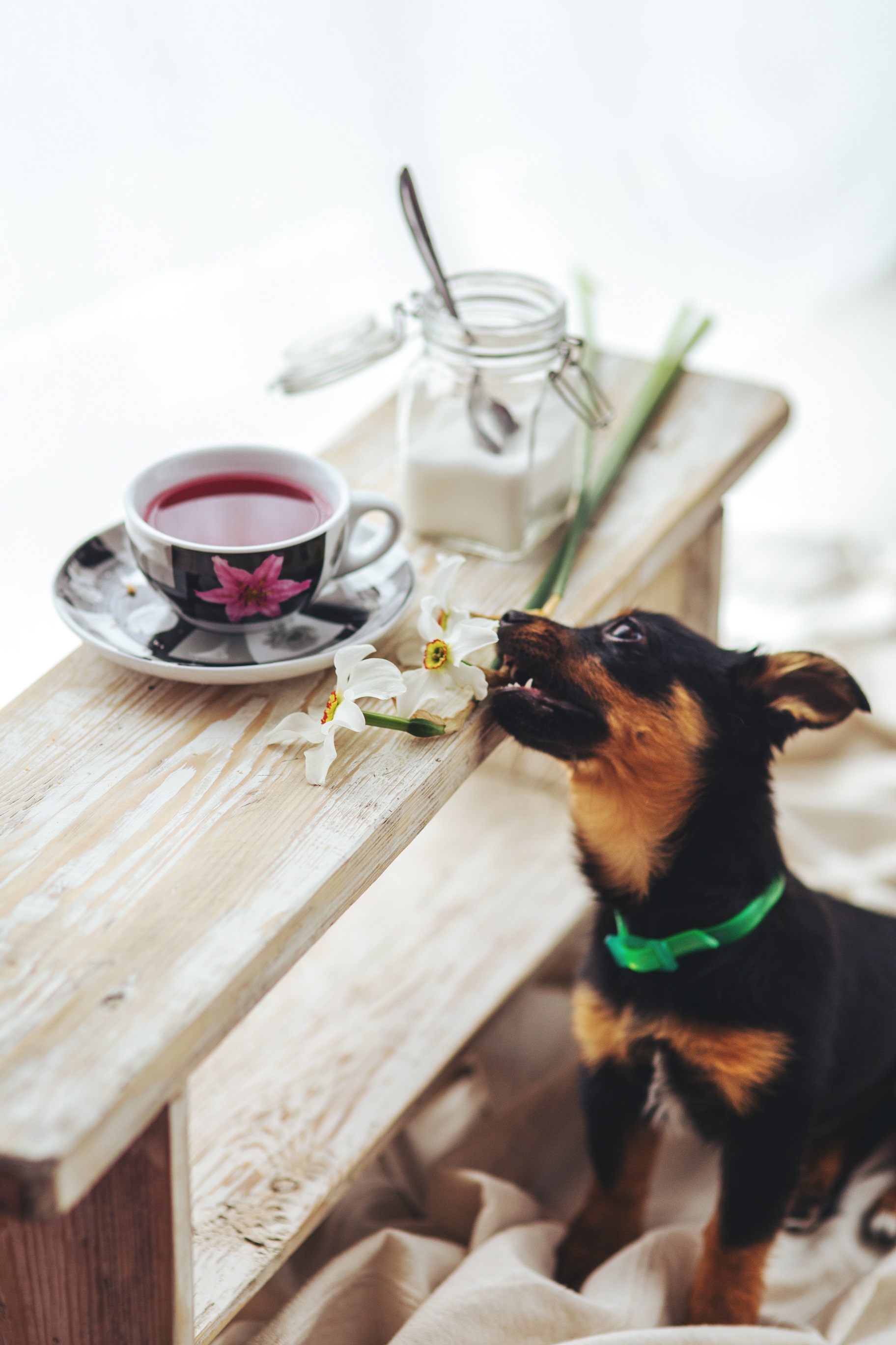 Is Your Dog’s Food Making Him Sick? Greenshield Organic