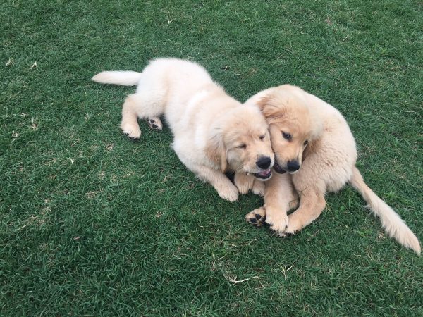 dog in grass